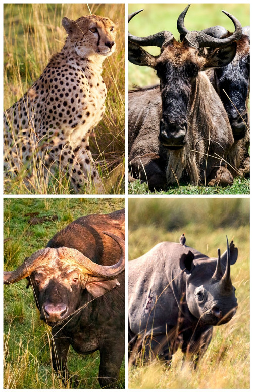 Wildlife Photographer Pradip Baiju